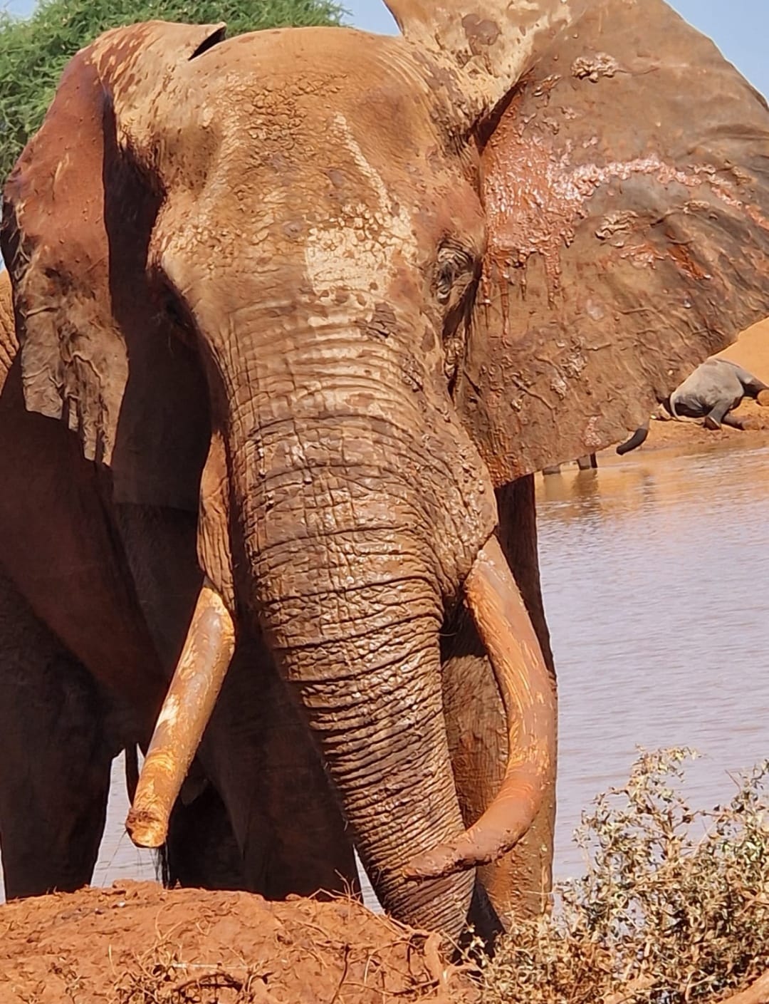 Tsavo East 3-Day Safari 3