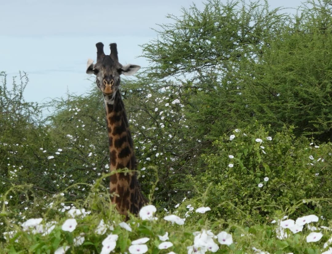 Tsavo East 3-Day Safari photo 6