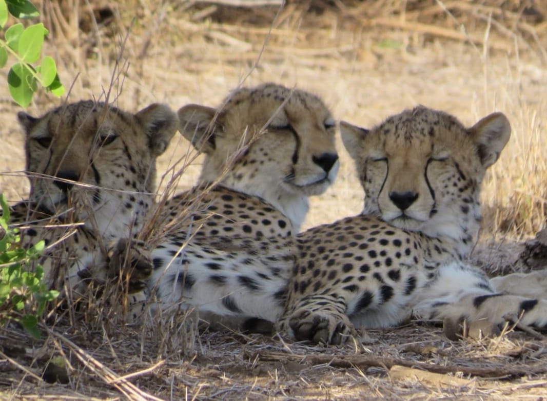 TripBambika Kenya travel experience