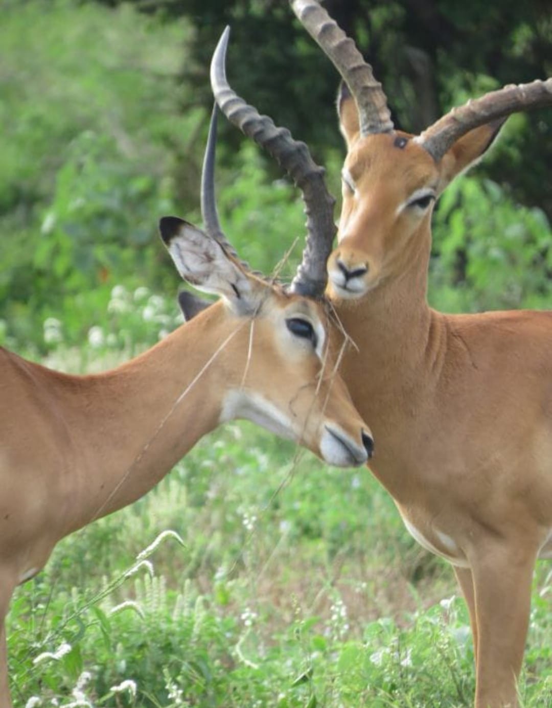 TripBambika Kenya travel experience
