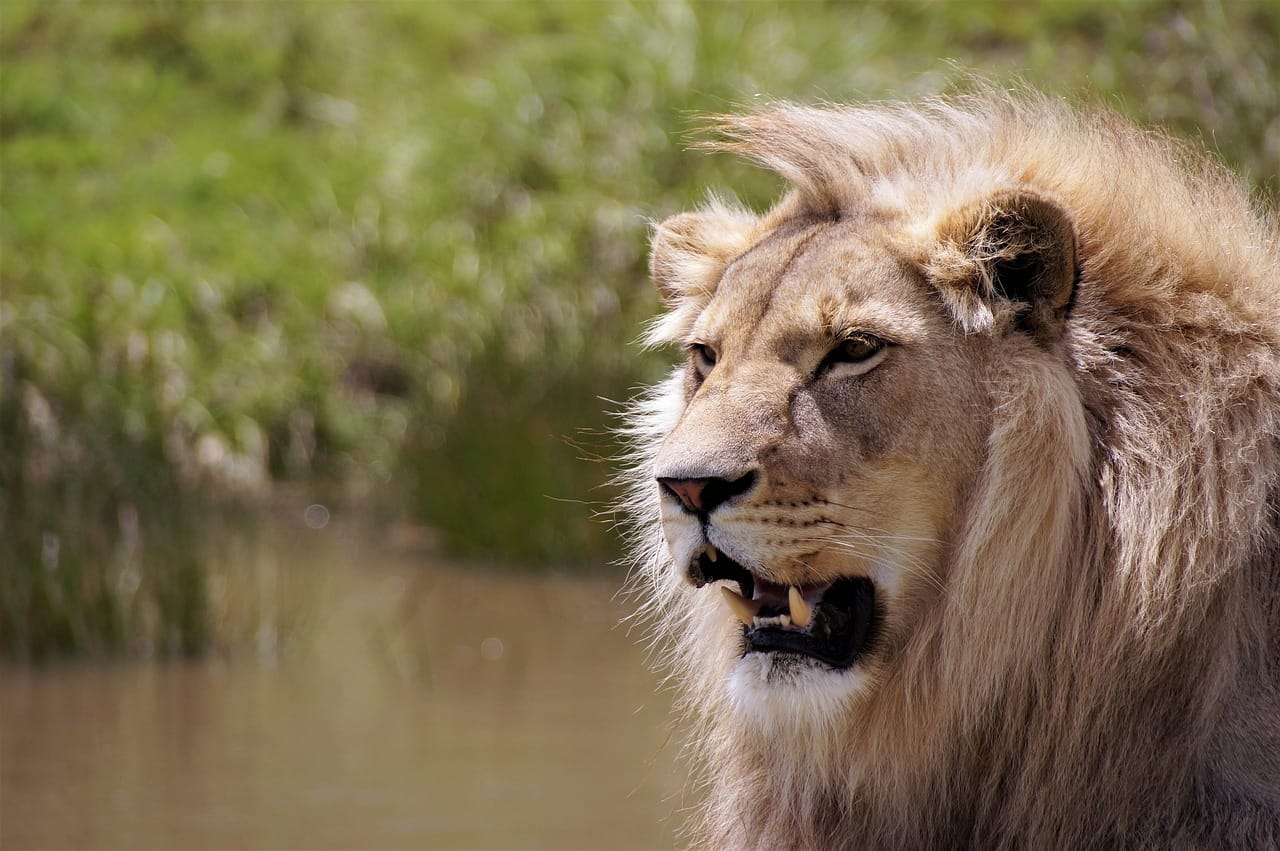 TripBambika Kenya travel experience