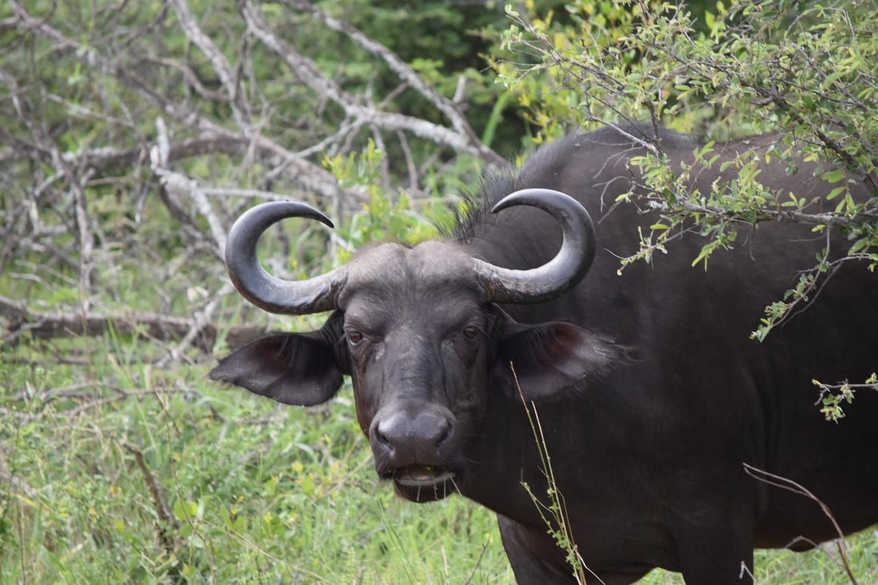 TripBambika Kenya travel experience