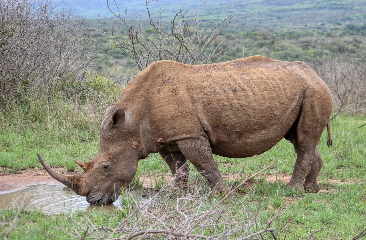 TripBambika Kenya travel experience
