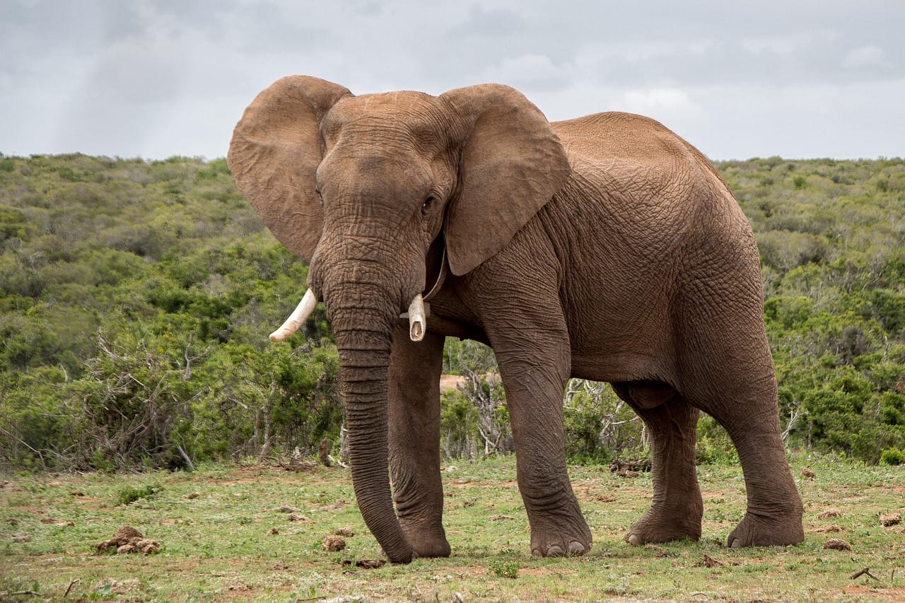 TripBambika Kenya travel experience