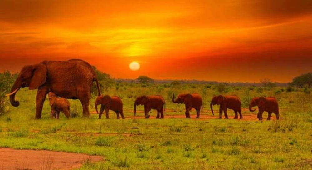 Tsavo East 3-Day Safari
