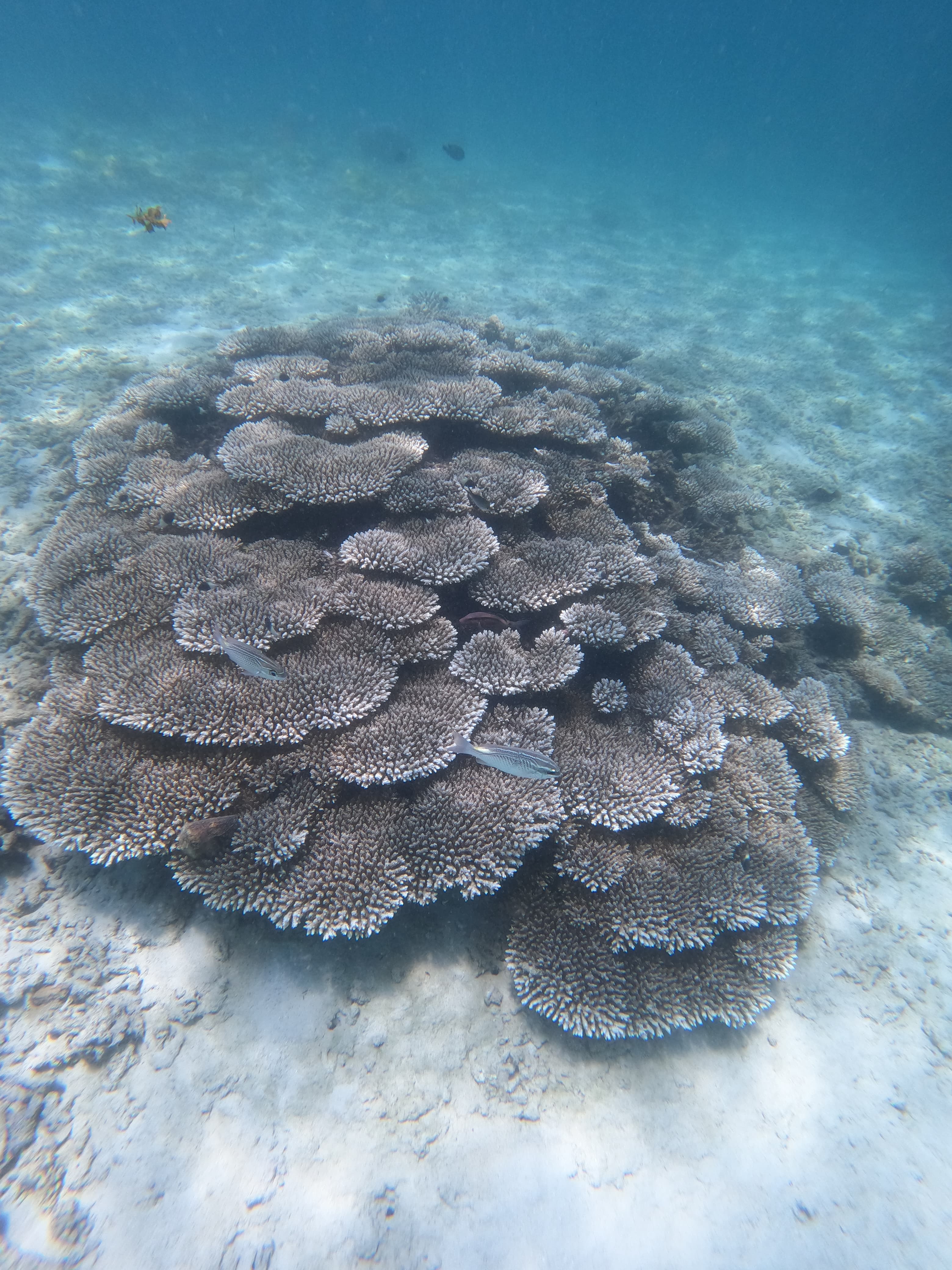 Wasini Island & Kisite-Mpunguti Marine Safari 4